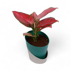 Pink Aglaonema | Atlantis Eco