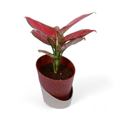 Pink Aglaonema | Atlantis Eco