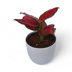 Pink Aglaonema | Verona