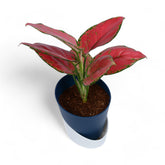 Pink Aglaonema | Atlantis
