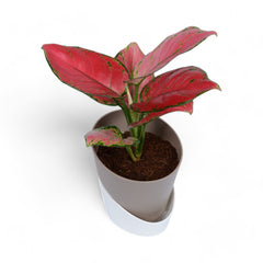 Pink Aglaonema | Atlantis