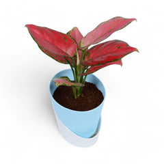 Pink Aglaonema | Atlantis