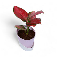 Pink Aglaonema | Atlantis