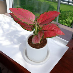 Pink Aglaonema Plant in White Cylindrical Ceramic Planter with Plate