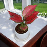 Pink Aglaonema Plant in White Egg Round Shape Ceramic Planter with Plate
