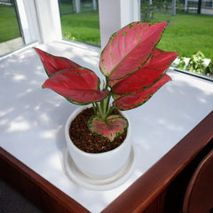 Pink Aglaonema Plant in White Egg Round Shape Ceramic Planter with Plate
