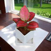 Pink Aglaonema Plant in White Square Ceramic Planter with Plate