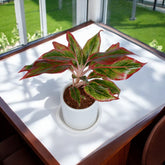 Red Lipstick Aglaonema Plant in White Cylindrical Ceramic Planter with Plate