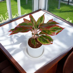 Red Lipstick Aglaonema Plant in White Cylindrical Ceramic Planter with Plate