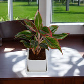 Red Lipstick Aglaonema Plant in White Small Square Ceramic Planter with Plate