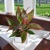 Red Lipstick Aglaonema Plant in White Medium Square Ceramic Planter with Plate