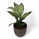 Snow White | Aglaonema | Verona Diamond