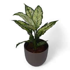Snow White | Aglaonema | Verona Diamond