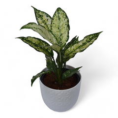Snow White | Aglaonema | Verona Diamond