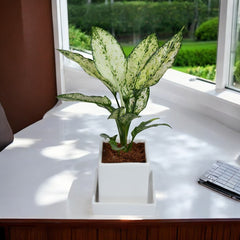 Snow White Aglaonema Plant in White Square Ceramic Planter with Plate