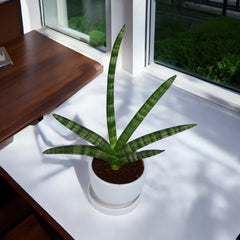 Star Sansevieria Succulent Plant in White Mini Egg Ceramic Planter with Plate