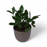 Green Zz | Zamioculcas Zamia | Verona