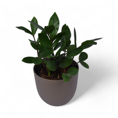 Green Zz | Zamioculcas Zamia | Verona