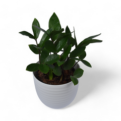 Green Zz | Zamioculcas Zamia | Verona