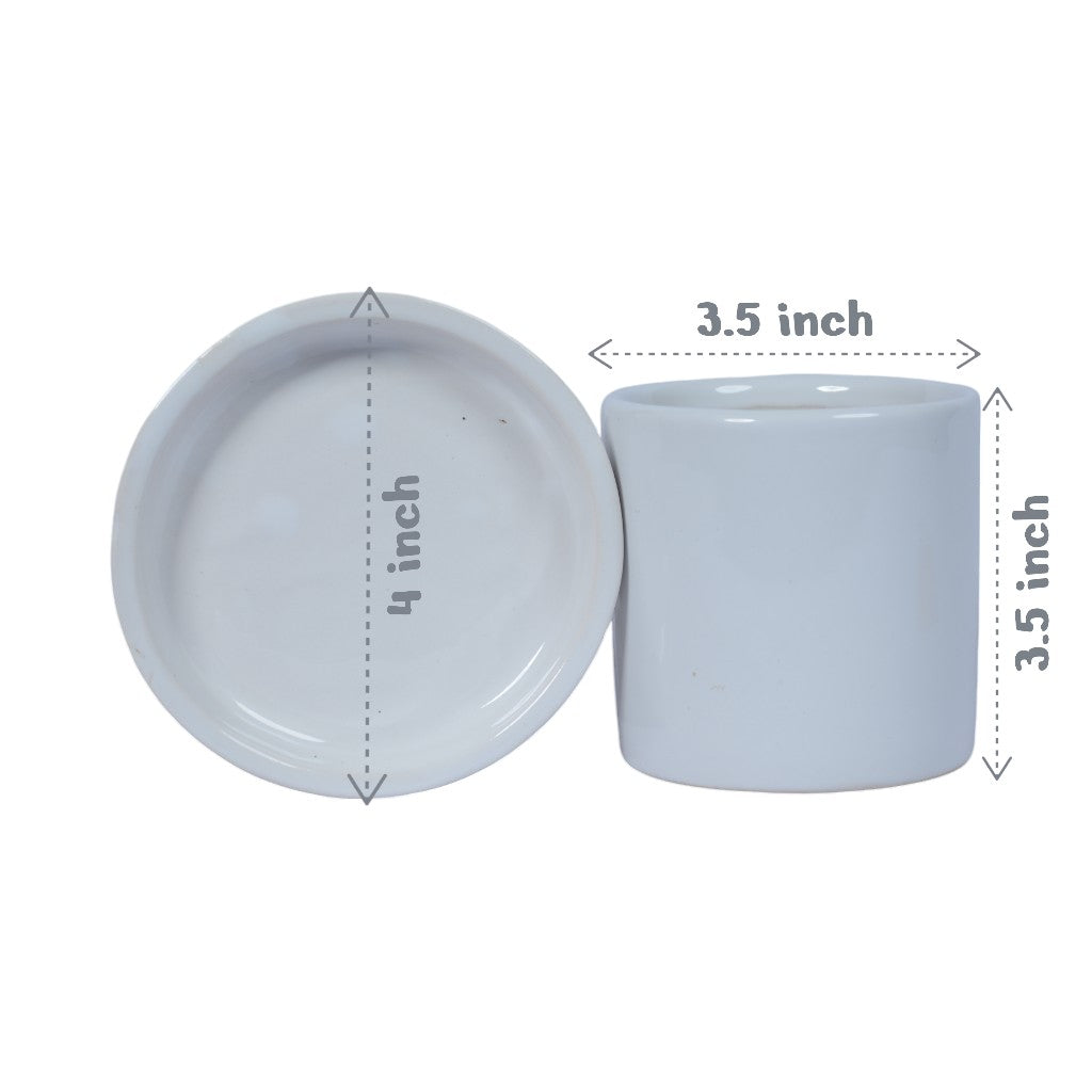 Peperomia Plant in White Cylindrical Ceramic Planter with Plate