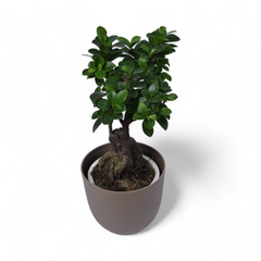 Ficus Bonsai