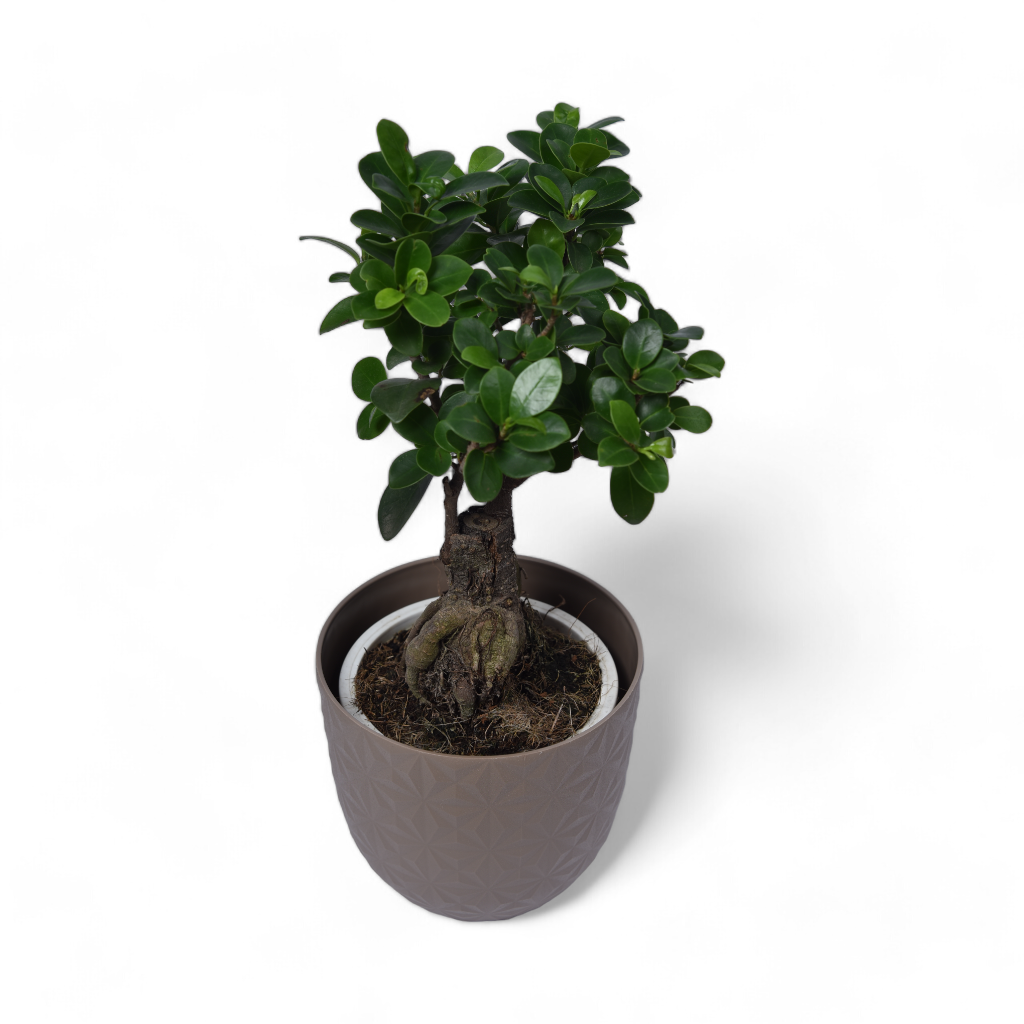 Ficus Bonsai