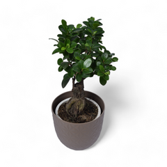 Ficus Bonsai