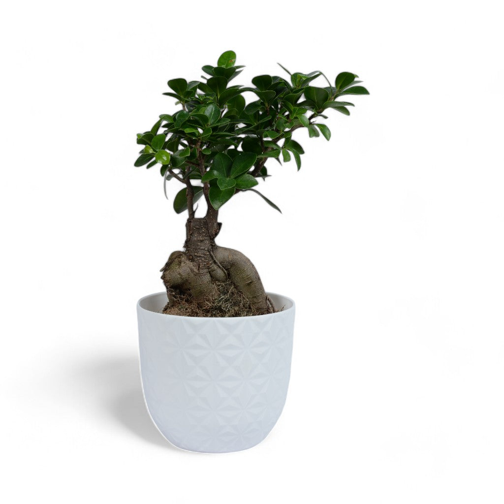 Ficus Bonsai