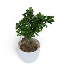 Ficus Bonsai