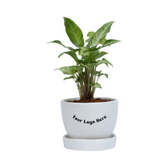 Green Syngonium Plant in White Mini Egg Ceramic Planter with Plate