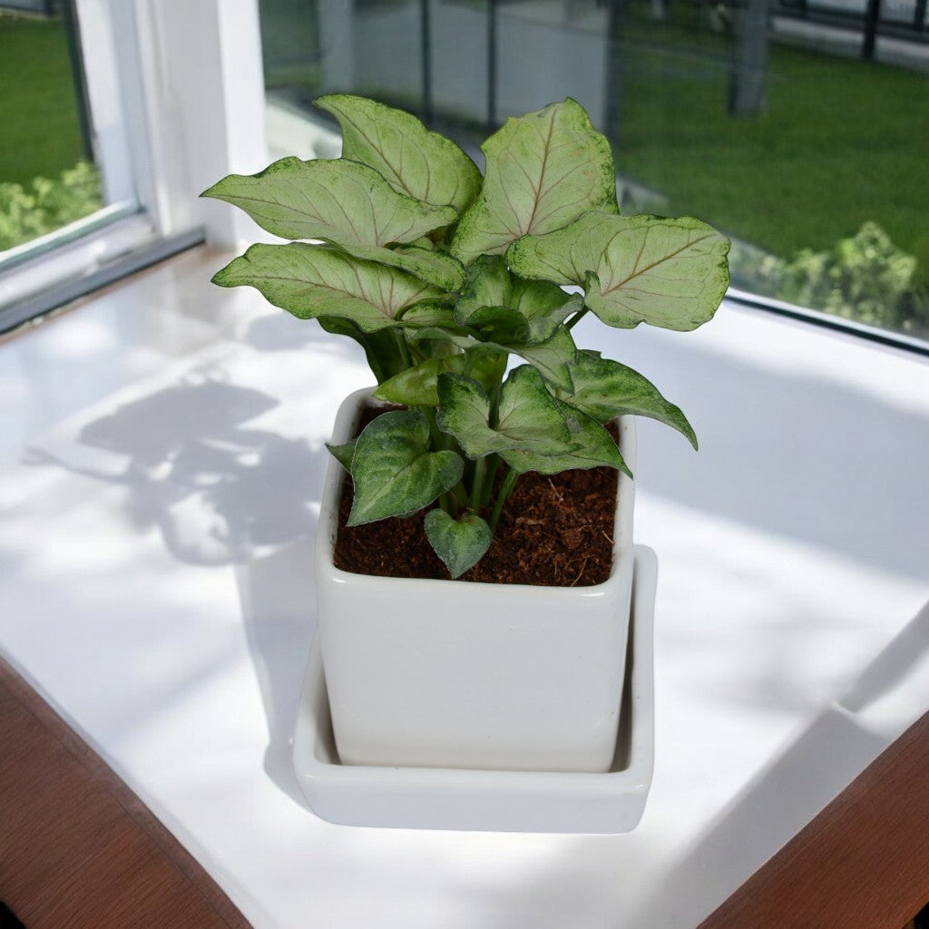 Green Syngonium Plant in White Square Ceramic Planter with Plate