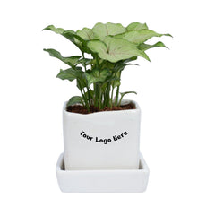 Green Syngonium Plant in White Square Ceramic Planter with Plate