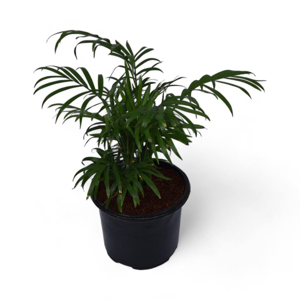 Parlour Palm | Chamaedorea Elegans