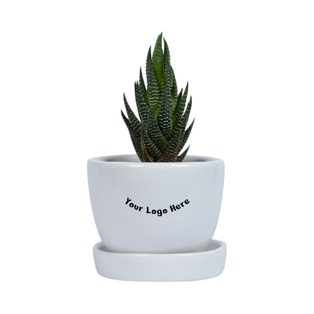 Haworthias Succulent Plant in White Mini Egg Ceramic Planter with Plate