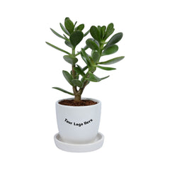 Jade Plant (Crassula Ovata) in White Egg Round Shape Ceramic Planter with Plate