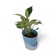 Marble Pothos | Money Plant | Atlantis