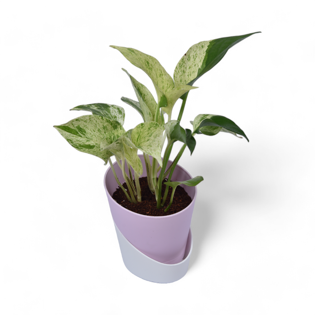 white marble money plant Marble Pothos | Money Plant | Atlantis