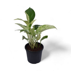 Marble | Pothos - Grow Pot