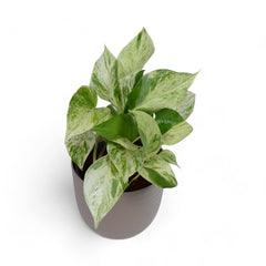 Marble Pothos | Money Plant | Verona