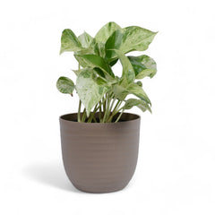 Marble Pothos | Money Plant | Verona