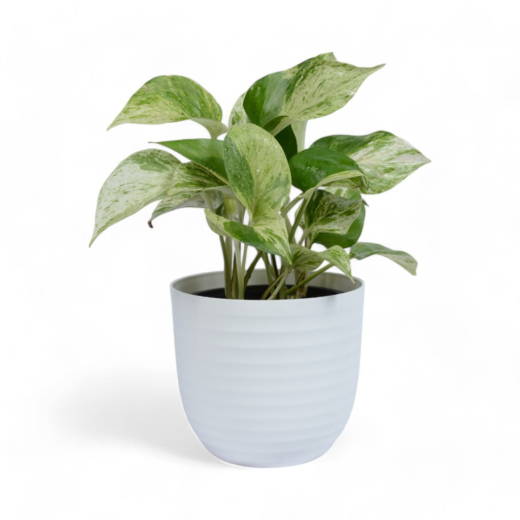 Marble Pothos | Money Plant | Verona