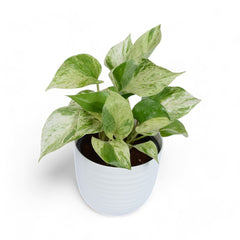 Marble Pothos | Money Plant | Verona