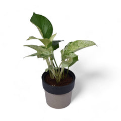 Marble Pothos | Money Plant | Arty Round