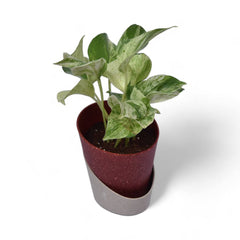 Marble Pothos | Money Plant | Atlantis Eco