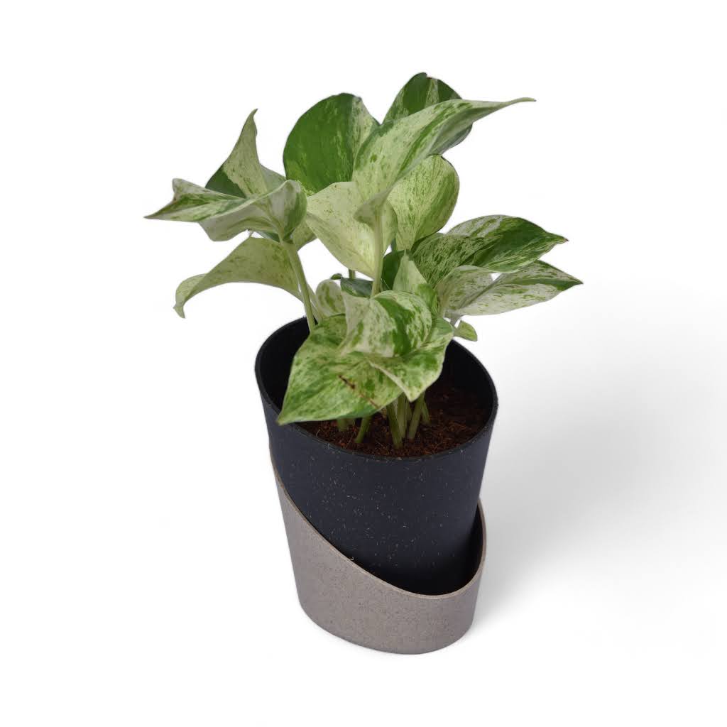 Marble Pothos | Money Plant | Atlantis Eco