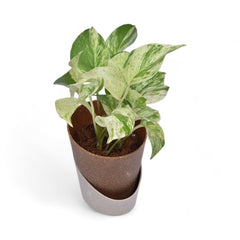 Marble Pothos | Money Plant | Atlantis Eco