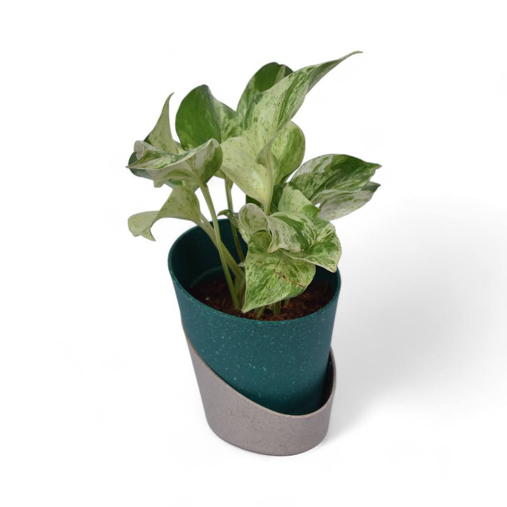 Marble Pothos | Money Plant | Atlantis Eco