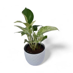 Marble Pothos | Money Plant | Verona Diamond