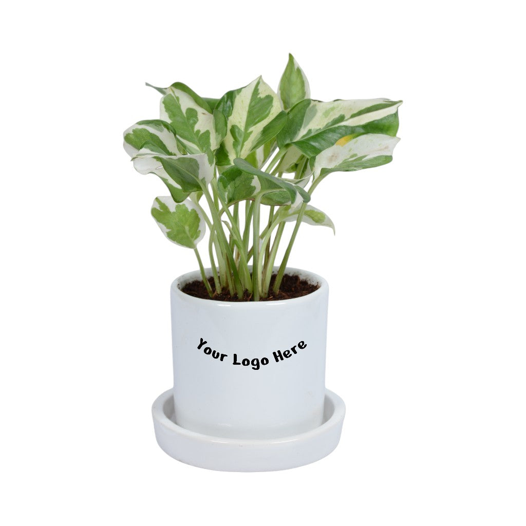 NJoy Pothos Money Plant in White Cylindrical Ceramic Planter with Plate