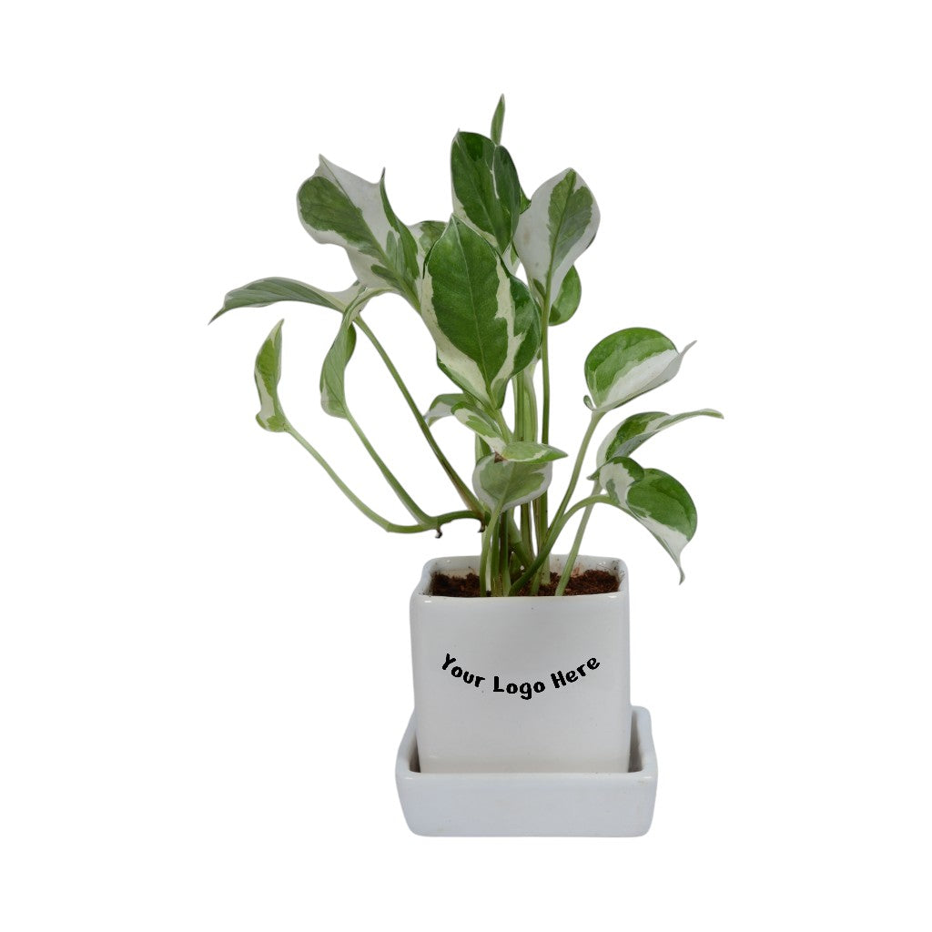 Njoy Pothos Money Plant in White Square Ceramic Planter with Plate